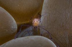 bubble keeper II,sulawesi 05,nikon d70 by Marco Wannenmacher 